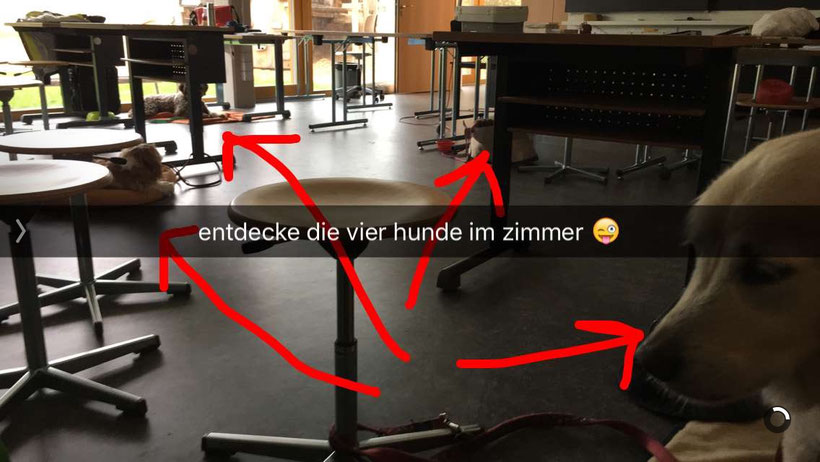 Dieser Snap entstand an einer Weiterbildung für Schulhundeteams in Basel.