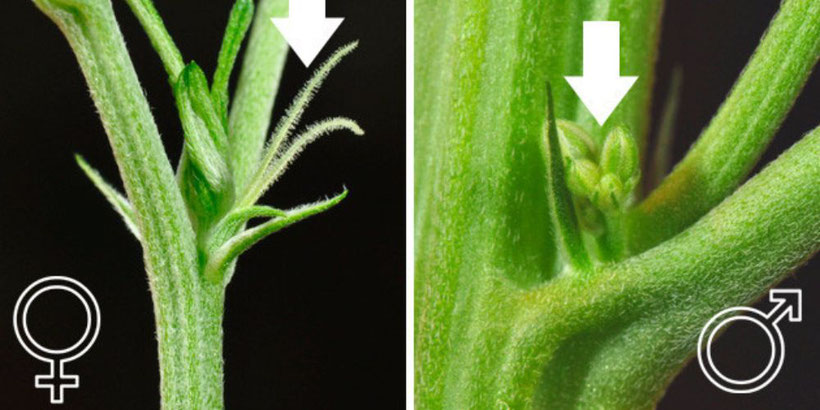 Weibliche und männliche Hanfpflanzen Die Vorblüte bei Cannabispflanzen