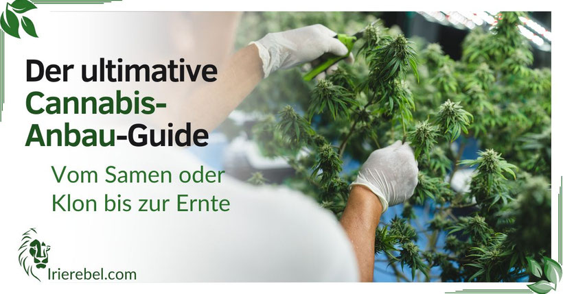 Der ultimative Cannabis-Anbau-Guide – Vom Samen oder Klon bis zur Ernte