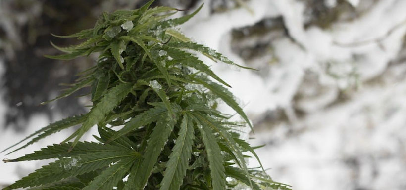 cannabis bei kaltem klima und frost