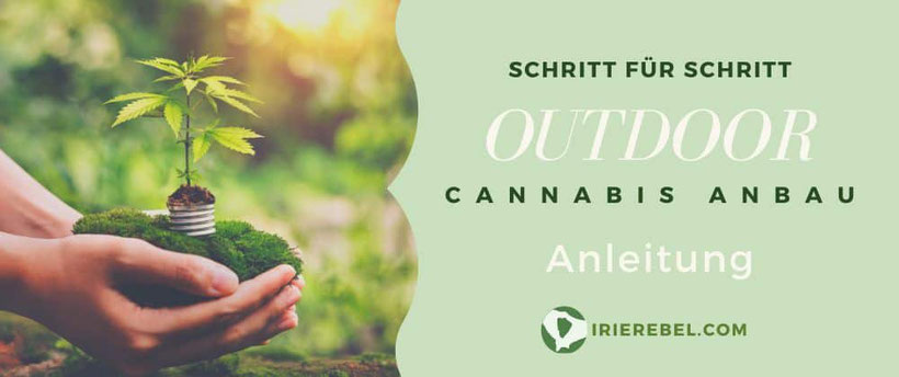 Anleitung für den Anbau von Cannabis im Freien (Outdoor)