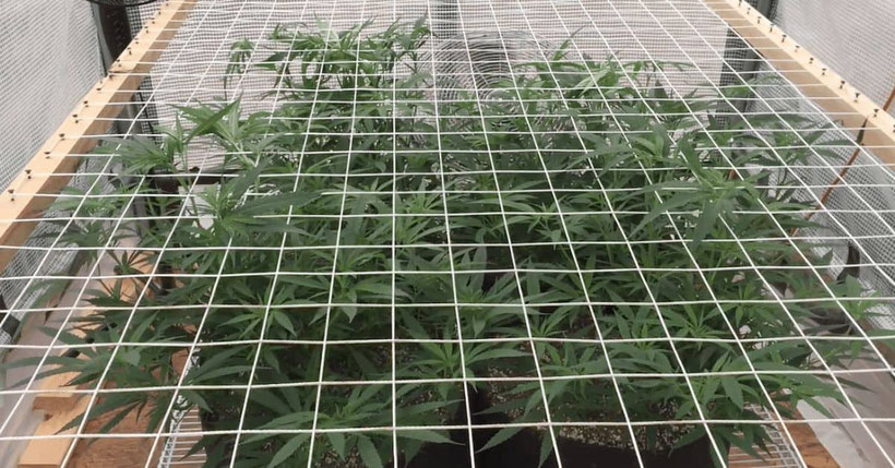 SCROG Rahmen