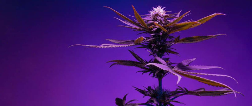 cannabispflanze in der blütephase