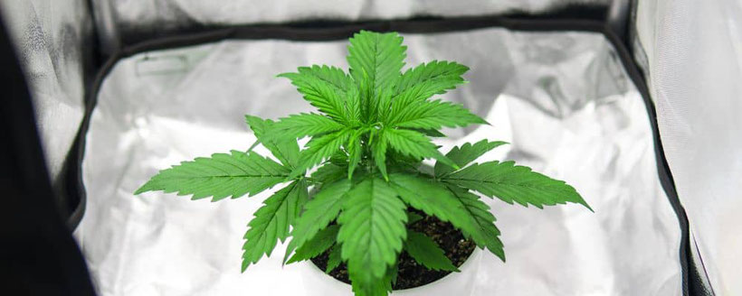 vegetative phase cannabis