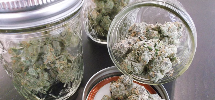trocknen und lagern von autoflowering cannabis blüten