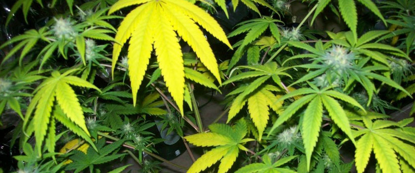 Gelbe Blätter Cannabis