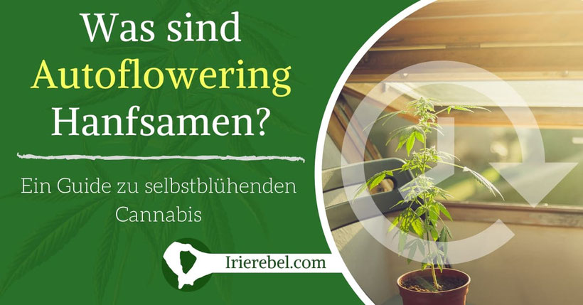 Was sind autoflowering Hanfsamen