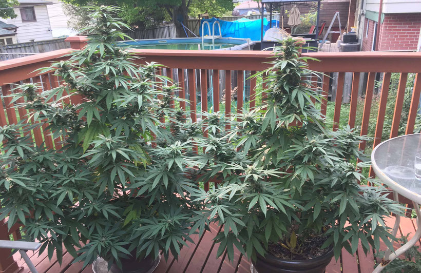 Master Kush Outdoor Anbau