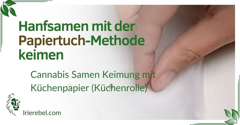 Hanfsamen mit der Papiertuch-Methode keimen