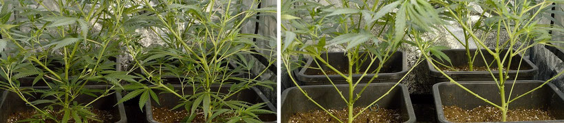 vor und nach der Beschneidung - cannabis