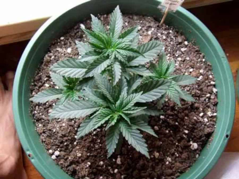 10 tage nach dem topping der jungen cannabis pflanze