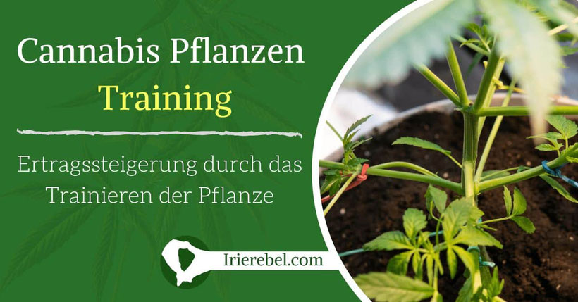 cannabis pflanzen training