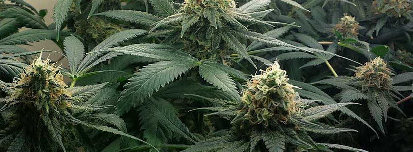 cannabis blüten