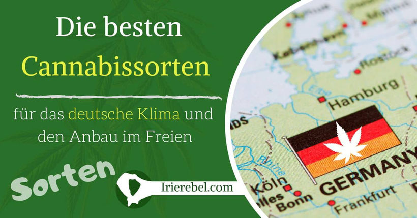 Die besten Cannabissorten für das deutsche Klima und den Anbau im Freien