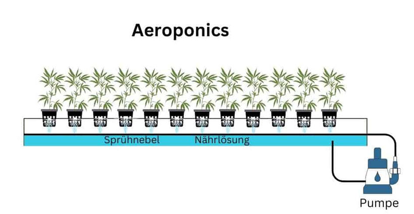 Aeroponics 