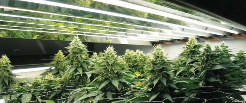 Cannabispflanzen unter Leuchtstoffröhren