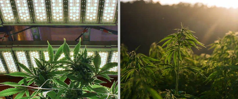 Pflanzenlicht oder Sonne beim Cannabisanbau