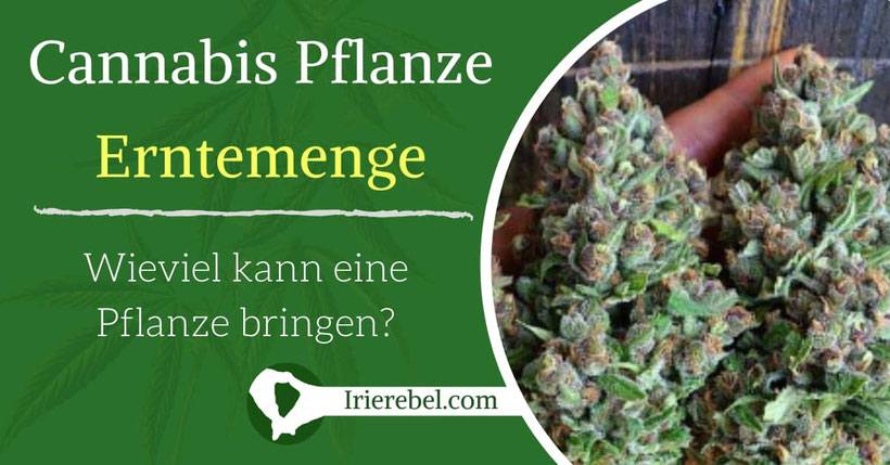 Wieviel Ertrag kann eine Cannabis Pflanze bringen? 
