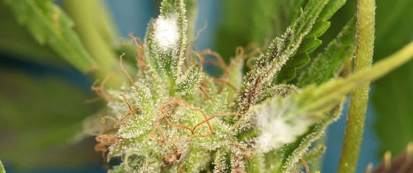 schimmel auf cannabisblüte
