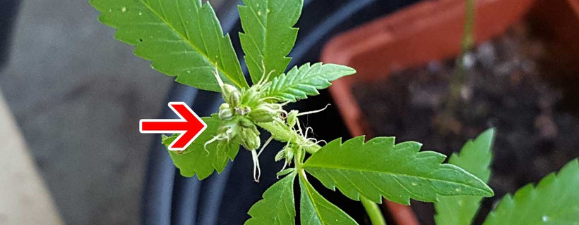 Hermaphrodite Cannabis Pflanze