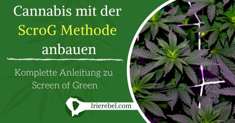 Cannabis mit der ScroG (Screen of Green) Methode anbauen