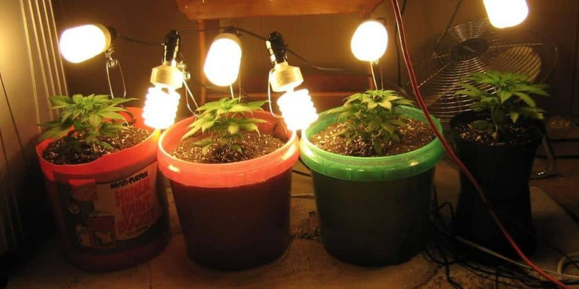 Cannabis in vegetativen Phase unter CFL Lampen