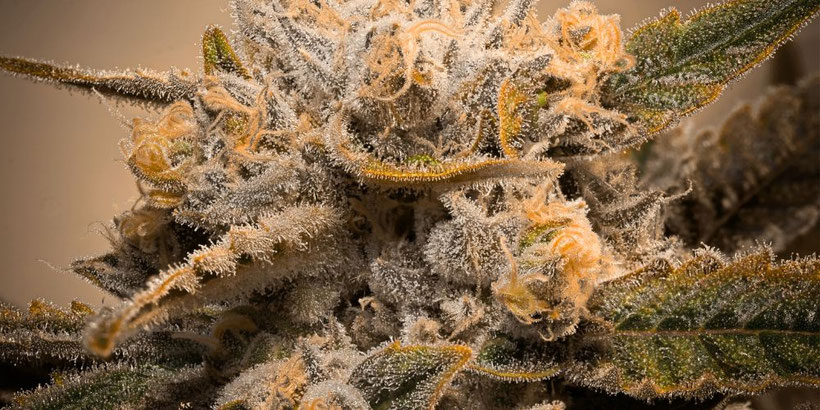 Cannabis-Blüte Nahaufnahme