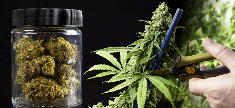 cannabis pflanzen trocknen