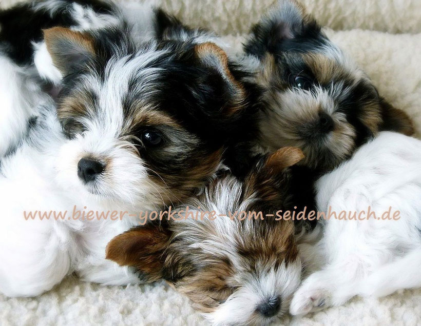 Golddust Yorkshire Terrier Von Rosenschloss Leipzig Zucht Verkauf