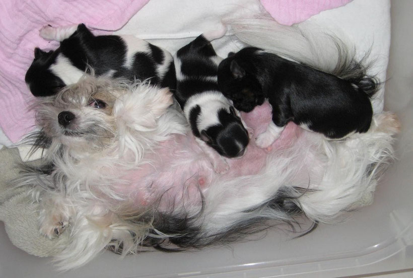 Aktuelle Biewer Welpen Vom Seidenhauch Biewer Yorkshire Terrier Vom Seidenhauch