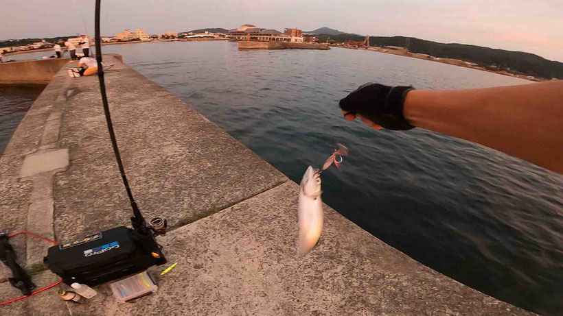 淡路島 洲本港白灯台の釣り ショアジギングで大サバ