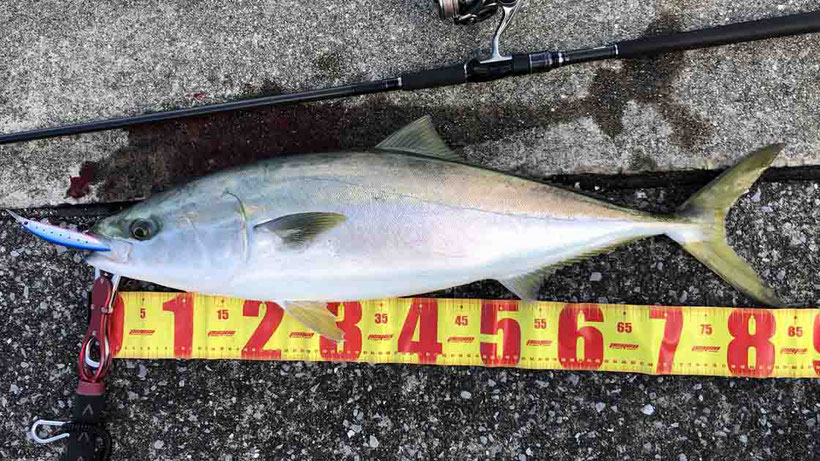 兵庫県の南芦屋浜で青物ブリをショアジギングで釣った