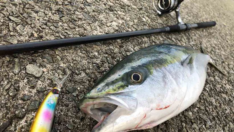 淡路島 郡家漁港で青物メジロをセットアッパーで釣り上げた