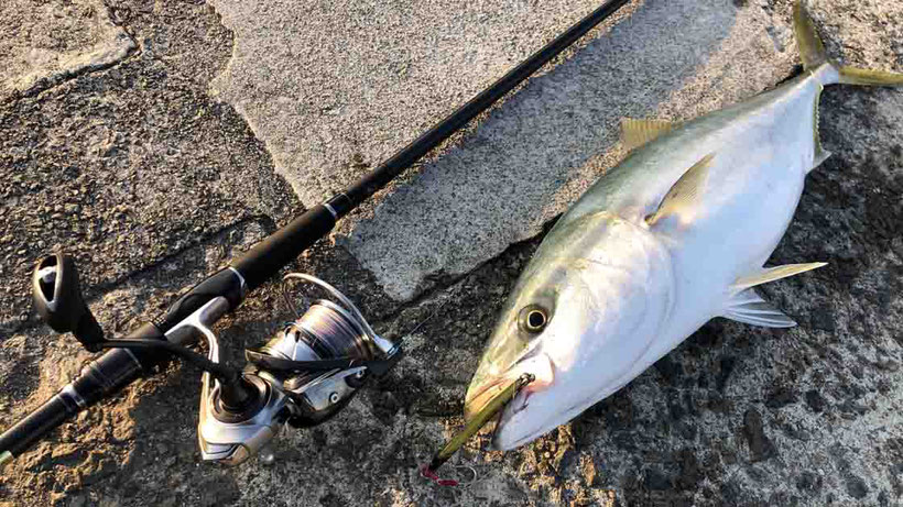 淡路島で青物メジロをショアジギングで釣った！