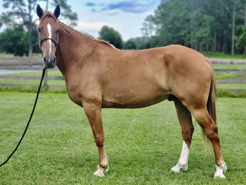 Weihnachten 2024 kam er zu uns:  der Mustang Kylo :-)    Geboren in der South Steens Herde in den Bergen Oregons. Herzlich willkommen in unserer Familie / Herde, alles alles Gute für dich, lieber Kylo.