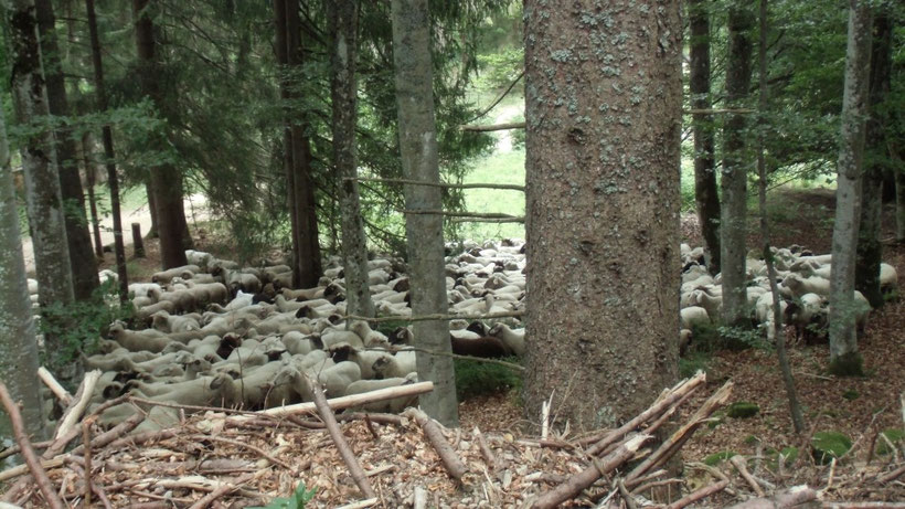 Schäfchen zählen im Schwarzwald