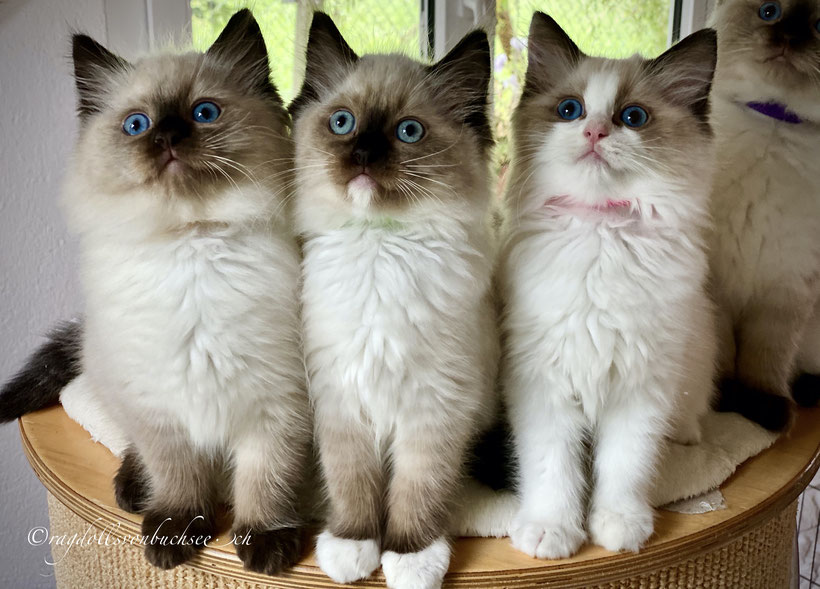 Seal colorpoint, mitted & bicolour Kitten 2020