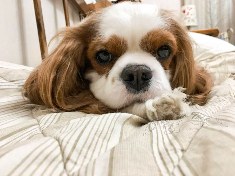 Carattere del Cavalier King: cavalier sul letto