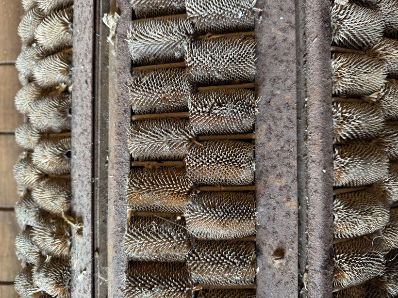 têtes de chardons montés sur une machine à lainer appelée aussi “laineuse“ (moulin à foulon de Gaumier (Cugand - 85). Elle vient griffer le drap pour lui offrir une qualité et une douceur agréable.