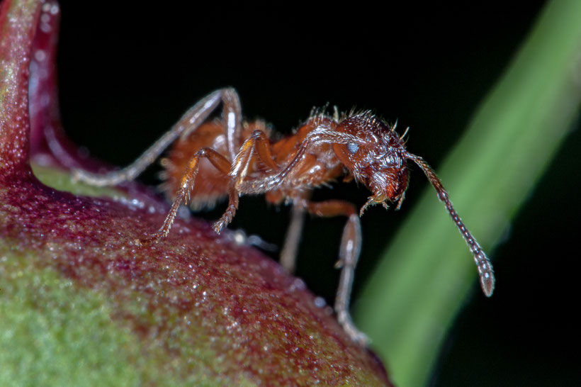 Ameise auf Pfingstrose (Einzelbild, Crop, D700 + Medical-Nikkor 200mm/5.6 mit eingebautem Blitz, f45, 1/160s, ISO200)