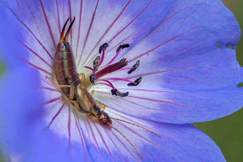 Ohrenkneifer in Storchenschnabelblüte (Fokusbracketing aus 104 Einzelaufnahmen, Z6 + Sigma 105mm/2.8, f5.6, 1/100s, ISO200)