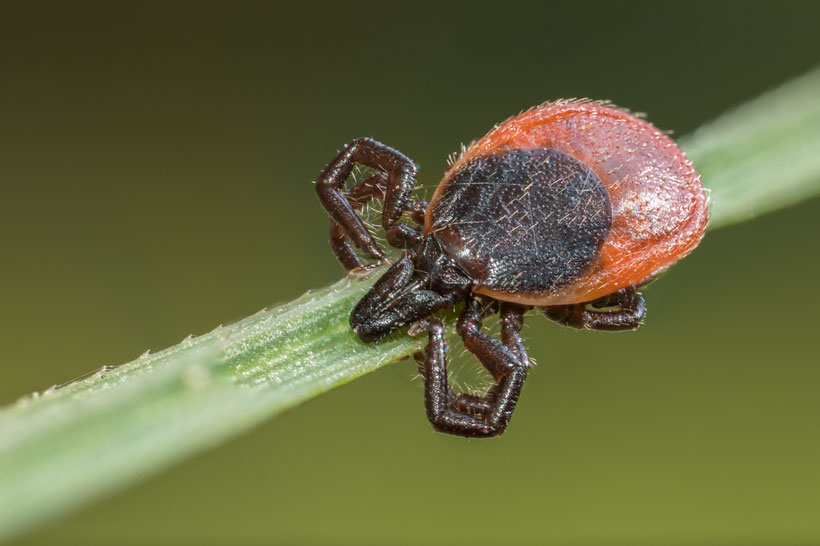 Tick (female) (Focus stack out of 21 single photos, Z6 + Laowa 25mm/2.8 + manual macro rail, 5:1, f5.6, 1/50s, ISO800)