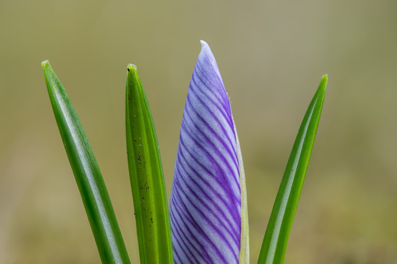 Crocus (Focus stack out of 49 single photos, Z6 + Laowa 100mm/2.8 + manual macro rail, f4, 1/20s, ISO100)