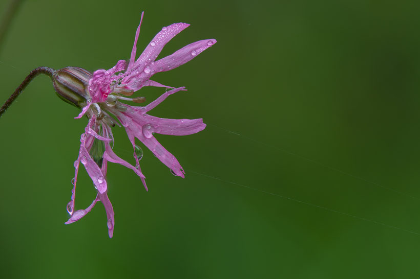 Verlegenheitsmotiv Kuckuckslichtnelke (Fokusbracketing mit 62 Einzelaufnahmen, Z6 + Sigma 105mm / 2.8, f5.6 , 1/200s, ISO400)