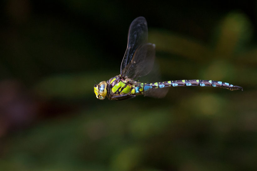 Mosaikjungfer im Flug (D700 + Nikon 200mm/4, leichter Crop, f10, 1/640s, ISO1600)