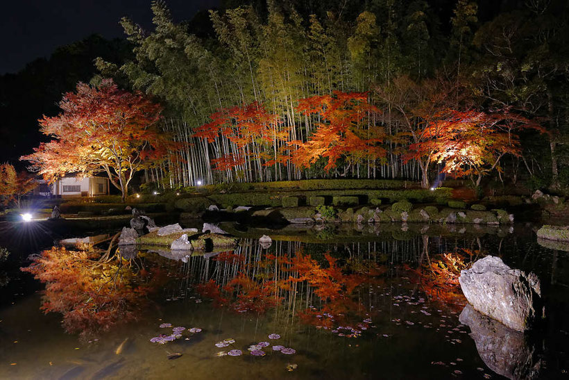 常栄寺雪舟庭の紅葉ライトアップ　PHOTO:河野康志会員