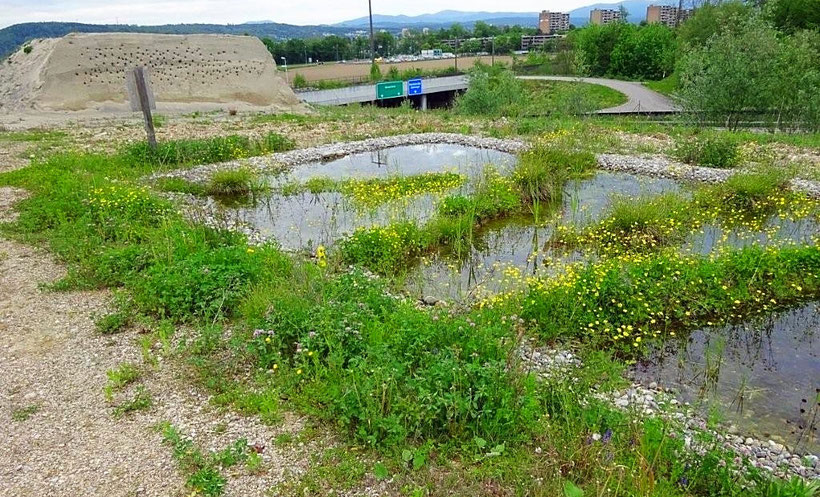 Naturschutzgebiet Hard in Rheinfelden, flache Teiche für Amphibien und künstliches Steilufer Uferschwalben