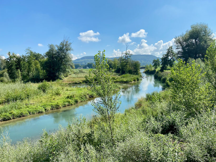 Natur- und Vogelschutz Rheinfelden, NVR, Exkursion,  Flussaue, Auen,