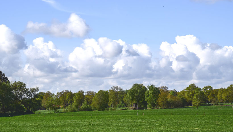 die typische Landschaft hier im Ammerland. Wiesen und viel Wald. Ein schönes Erholungsgebiet mit toll ausgebauten Radwegen.