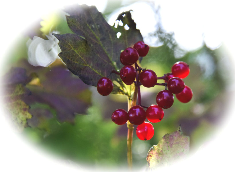 Herbstleuchten in der Mittagssonne